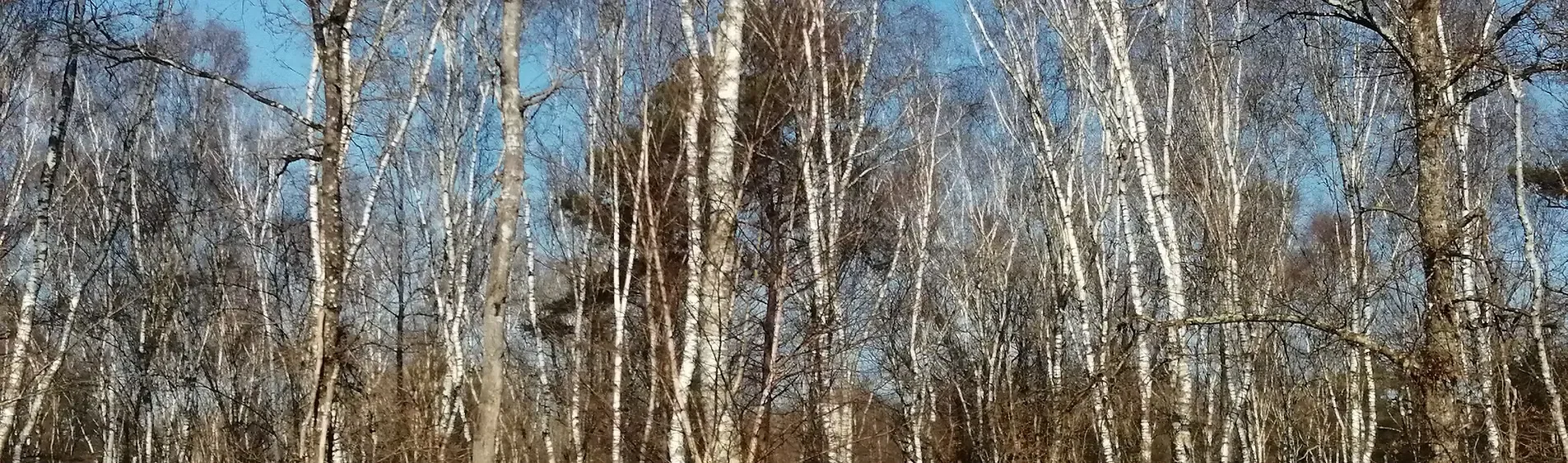 Forêt de bouleaux